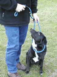 Agility-Leine leicht angelegt