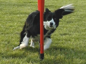 Border Collie im Slalom